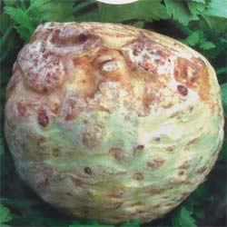 'Giant Prague' Celeriac